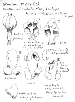 Vorschaubild Ocotea reticulata Mez